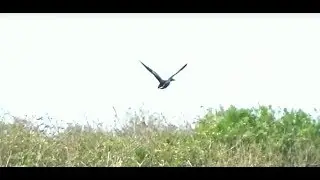 (Slow motion)One duck flying away from weedy pool.