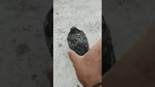 How to catch pigeon in hand ✋#pigeons#shorts
