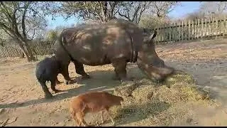 Baby rhino Thaba charges at sheep Vlooi and Mielie