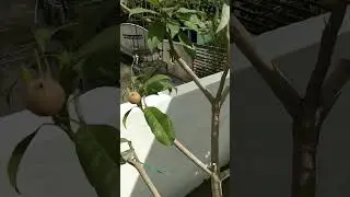 Do Regular Pruning & Training For Better Aeriation & Light In Sapota Plant