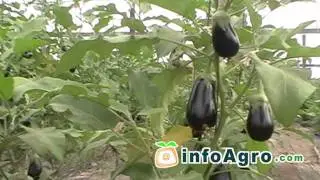 Cultivo de la berenjena. 1ª parte