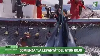 El ronqueo del atún, Barbate, Cádiz