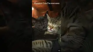 they look so happy 😁😊 #funny #cat #funny #trendingshorts #TinyLittlePaw