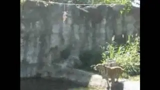 Crouching Tiger Feeding Frenzy