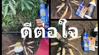 อะมิโนแบล็ค+4tree+4soil+Booster ได้ดังใจเลยคะ  สนใจ 092 575 7500