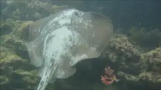 Moyne diving
