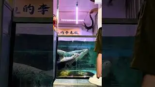 Арапайма против крокодила. 🐊 Похоже, у арапаимы есть соперничество с крокодилами. #шорты #рыбалка