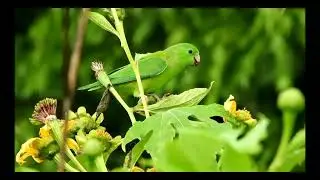 Nature Birds 🐦