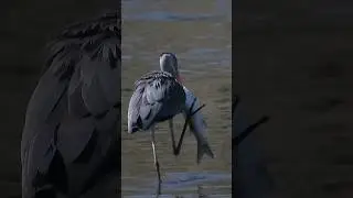 Grey Heron eats huge fish #shorts #cridart #Ardeacinerea #birds #birdwatching #liguria