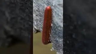 Millipede Movement