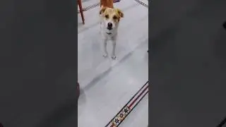 good quality pomeranian cross breed dog for sale in telugu 9010065413 BGS pets