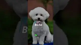 The Best Dogs for First-Time Owners | Which Breed Is Right for You? #dogs #shorts #viral