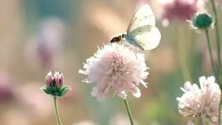 Relaxing Music for Stress Relief, Heal Mind Body and Soul, Calming Music #5 By JonoLiva