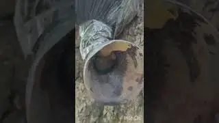 Muitas capturas de abelha sem ferrão