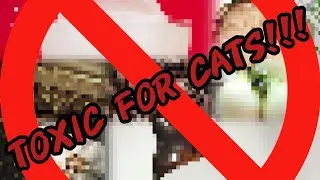 Food Toxic for Cats: You have definitely given one and two to your Pet. | Whiskers & Oscar Reacts.
