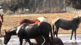 Wild horses in captivity playing in the water
