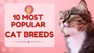 Dreamy Data: Cat Compilation | Top 10 Cat Breed