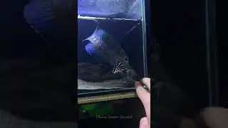 The Biggest Peacock SnakeHead 25 Cm Up - Reka Aditya