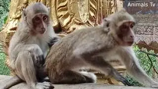 Monkey Family Ideas | Animals Beautiful, Animals Wild .........!