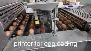 DAMTECH egg grader 30.000 eph. 6 lines