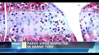 FATAL  PARVO VIRUS SUSPECTED IN GRAND TURK -PTV8