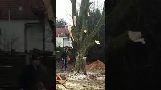 Baum f&auml;llen mit Reihmann Christian