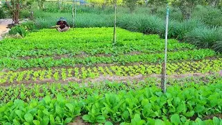 From Foraging Wild Greens to Homegrown Vegetables | Warm Meals in My Little Countryside