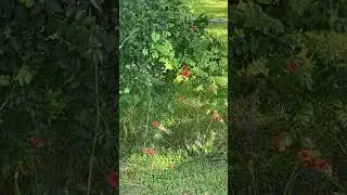 Trumpet Vine propagation