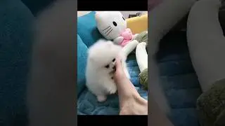cute puppy playing#teacuppuppy #pomeranianplaying #pomeranian #viral #cute #dog #dogie #shorts