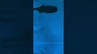 ￼ Flashlight, Fish