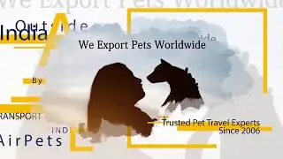 AirPets | International Pet Transport | Domestic Pet Transport | Pet Travel Company