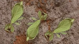 Leaf Insect | #strangecreature #wierdcreature #beautifulinsect