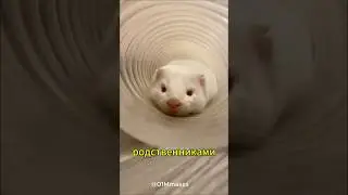 Почему хорьки приносят своих детей людям?