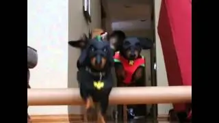BATDOG & Robin Defeat the Burglar!