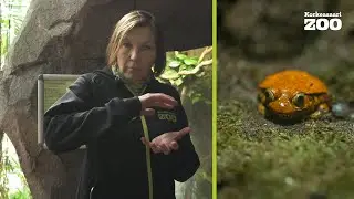 Luontokoulu Arkki: Sammakkoel&auml;imet, osa 2 &ndash; opetusvideo et&auml;teht&auml;vien tueksi