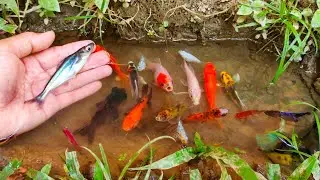 Wadidaw! Serok ikan cupang serit, ikan warna-warni, ikan-ikan kecil, lele, ikan patin siam, ikan mas