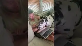 Viral dogs foryou great danes pet life clyde sassy nom