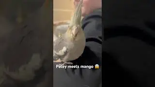 Petey meets Mango!! 😱🤯(INSANE!)