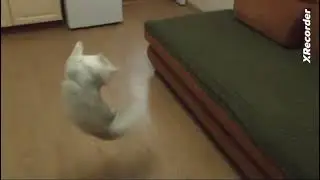 Цола Фрида DominoMagic