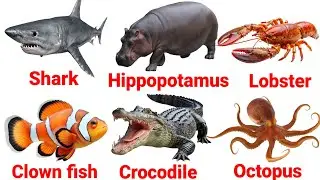 Названия морских животных для детей 🐊🐢🐳🐠🐙🦀 Названия водных животных на английском языке