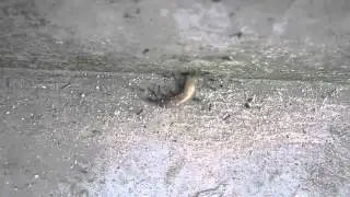 ANTS VS. MAGGOTS