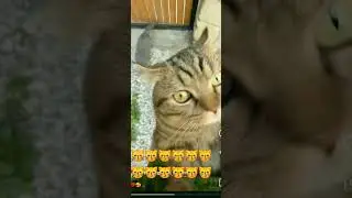 #cutecatsshorts#cutecats#cuteanimals#funnypetsshorts