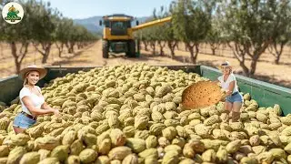 Turning Millions of Tons of Almond Into Almond Milk in a Mind-Blowing Process