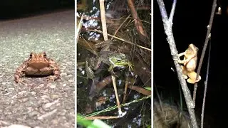 3 Types of Frogs You Should Know