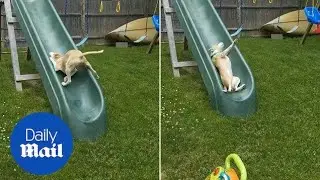 Hilarious footage shows determined dog attempting to climb a slide