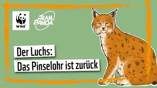 Der Luchs: Das Pinselohr ist zur&uuml;ck