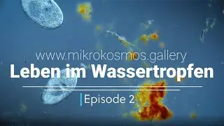 Leben im Wassertropfen Episode 2