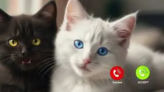 Cute Cat 😺 Is Calling Pick up #viral #cat #whatsappcalling #pets #catlovers #prankvideo #fyp 