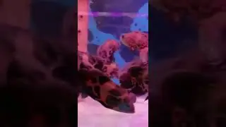 Black Tiger Oscar fish