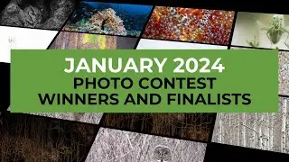 JOWP PHOTO CONTEST - JANUARY 2024 TOP FINALISTS AND WINNERS